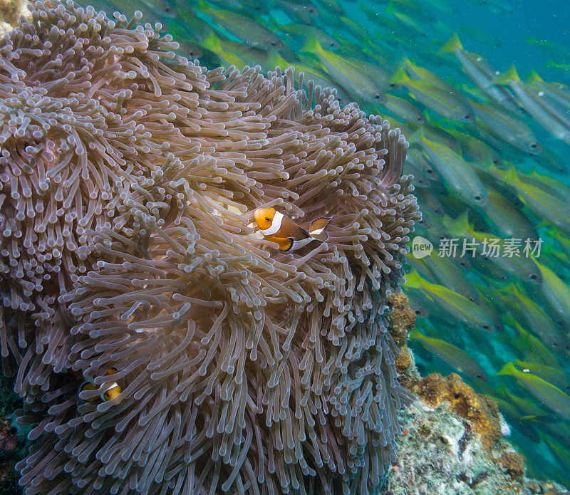 华丽海葵中的假小丑鱼(Amphiprion ocellaris)